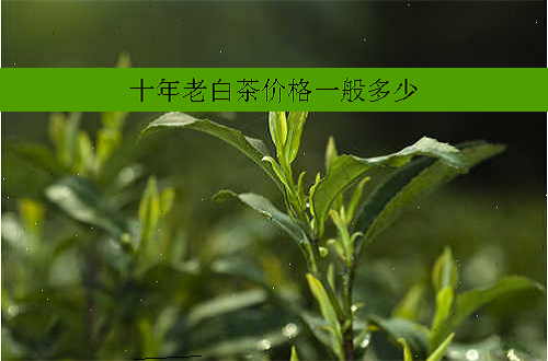 十年老白茶价格一般多少