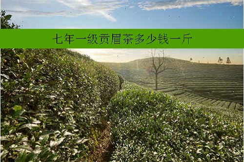 七年一级贡眉茶多少钱一斤