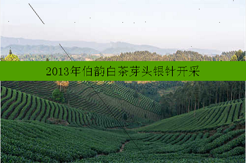 2013年伯韵白茶芽头银针开采