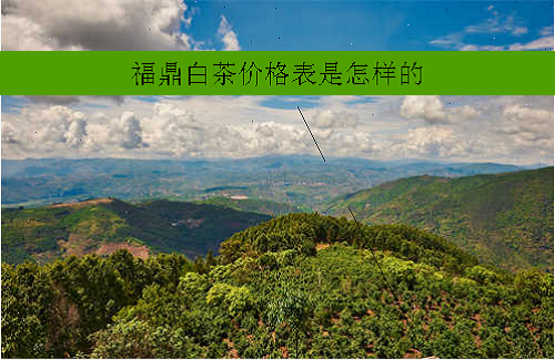 福鼎白茶价格表是怎样的