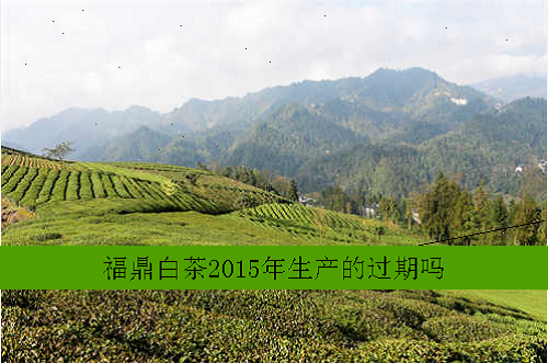 福鼎白茶2015年生产的过期吗