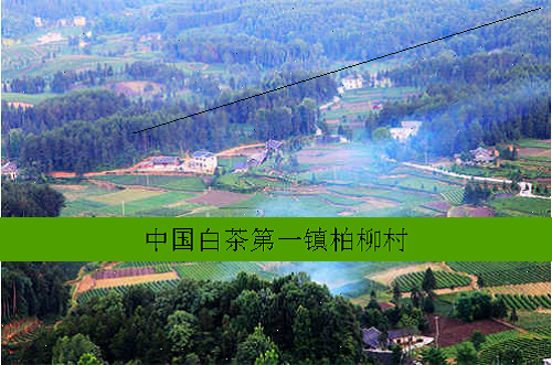 中国白茶第一镇柏柳村