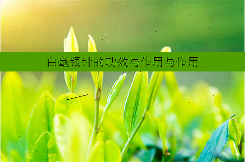 白毫银针的功效与作用与作用