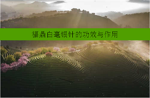 福鼎白毫银针的功效与作用