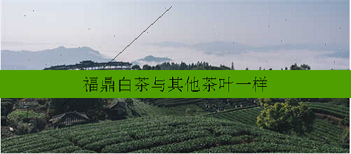 福鼎白茶与其他茶叶一样