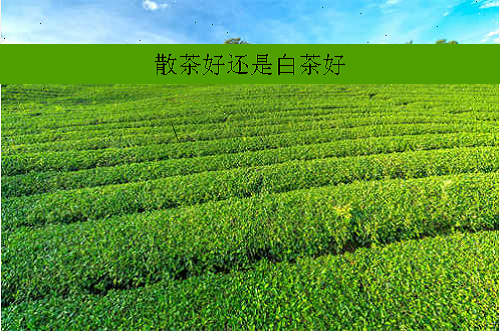 散茶好还是白茶好