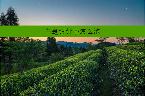 白毫银针茶怎么泡