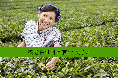 喝老白牡丹茶有什么好处