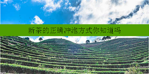 新茶的正确冲泡方式你知道吗