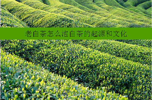 老白茶怎么泡白茶的起源和文化