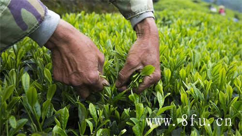 新茶的正确冲泡方式你知道吗