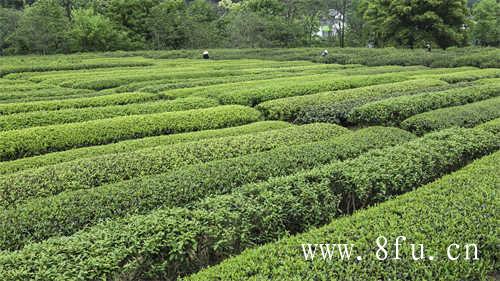 贡眉香彻2015年配料压制