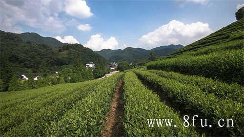 福鼎老白茶白牡丹
