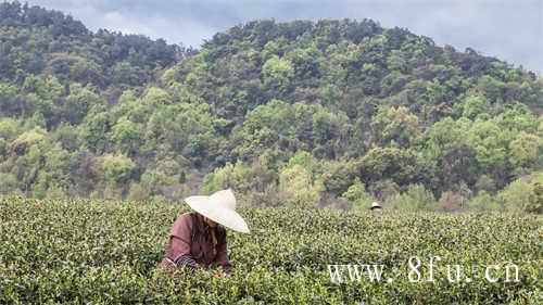 野茶和古树白茶哪个好
