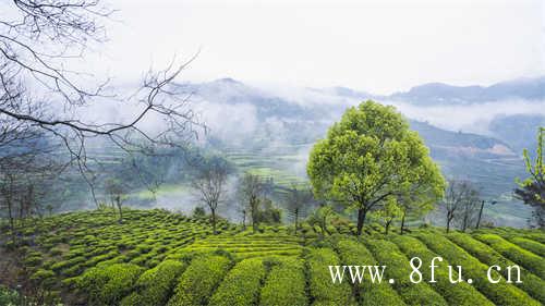 白毫银针泡茶有哪些好处