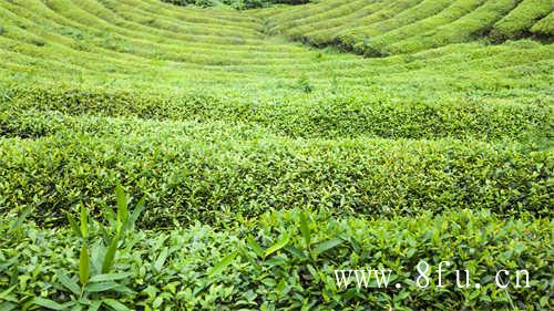 福鼎白茶紧压茶的发展历程