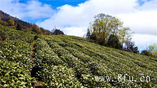 中国名茶品鉴走读福鼎白茶