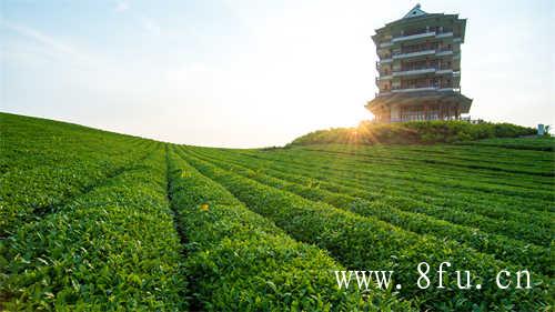 中国传统茶业百强企业福鼎白茶