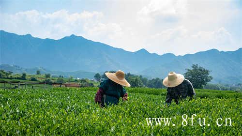 福鼎白茶茶饼如何存放