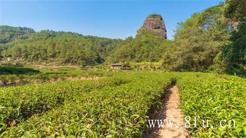 新人入门适合喝白茶散茶吗