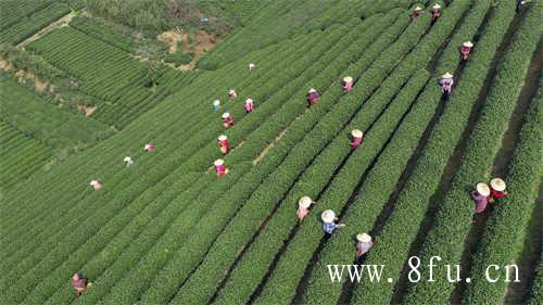 福鼎白茶银针10年以上口感怎么样