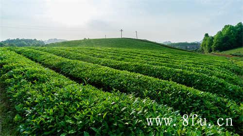 茶香古今