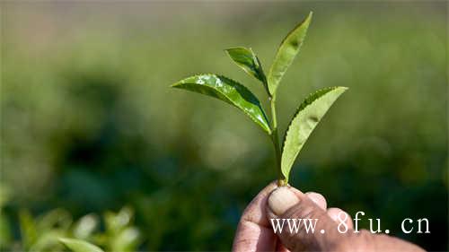 福鼎白茶被人深深误解的三个地方
