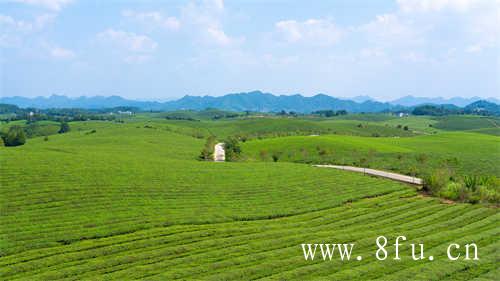福鼎白茶的产区环境