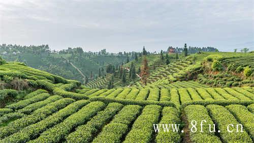 全国各省产茶名录（一）