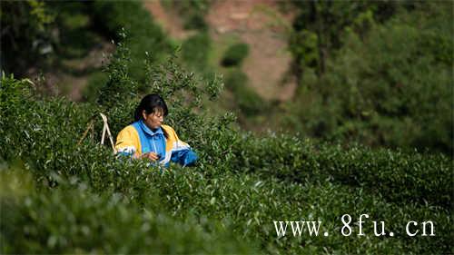 福鼎白茶十年了能吃多少钱