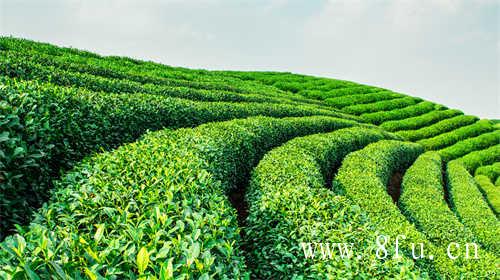 白毫银针头采米针茶中精英