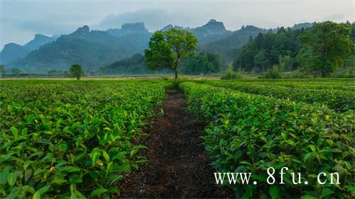 福鼎白茶制茶师研习班结业仪式