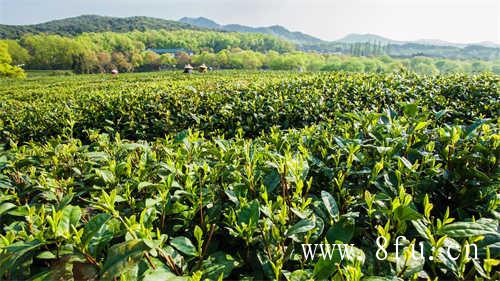 新茶的正确冲泡方式你知道吗