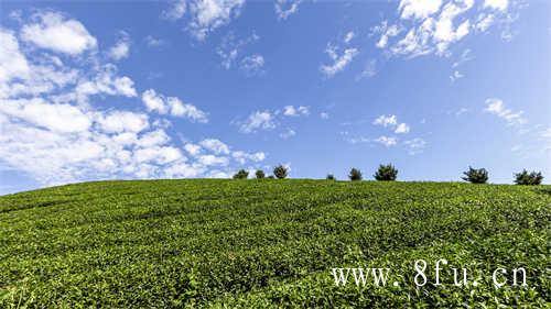 白茶压饼好还是散茶好