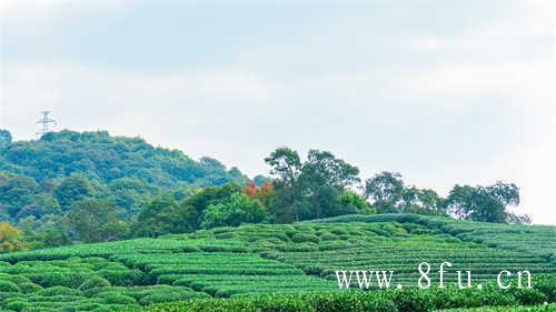 福鼎白茶茶饼存放方法