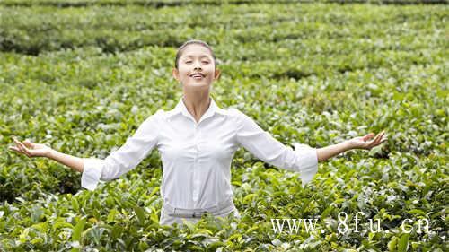 白茶究竟是选择散茶好还是茶饼好