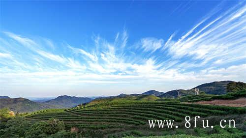 福鼎贡眉白茶价格多少
