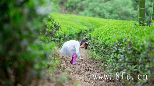 福鼎茶叶销量排行榜你知道吗