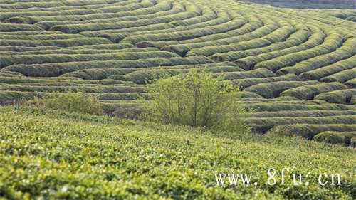 中国十大名茶排行榜