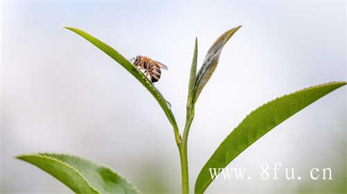 白茶饼怎么泡才好喝