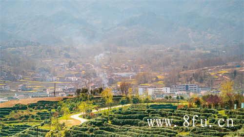 福鼎老白茶饼属于什么茶系