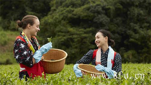 磻溪白茶与太姥山白茶的风格特点