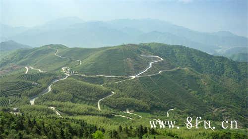 福鼎白茶茶饼存放方法