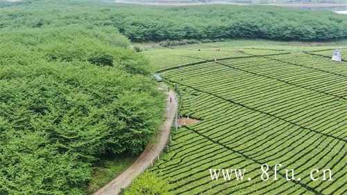 普洱茶采摘时间集中在34月