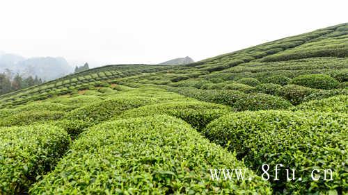 福鼎白茶被人深深误解的三个地方