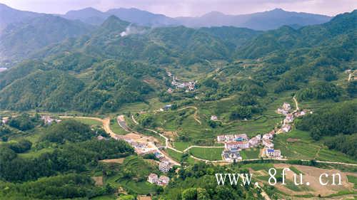 白茶的味道很寡淡不醇厚