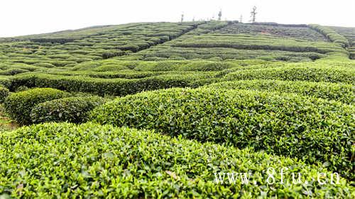 喝寿眉茶的功效与作用