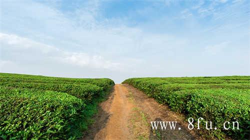 福鼎管阳镇的茶叶茶叶