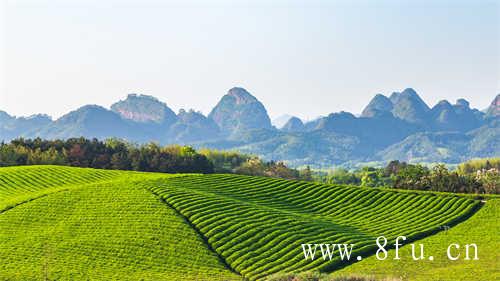 福建白茶主产地在哪里