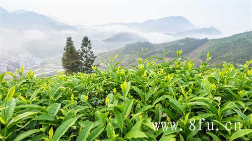 老白茶为什么不耐煮